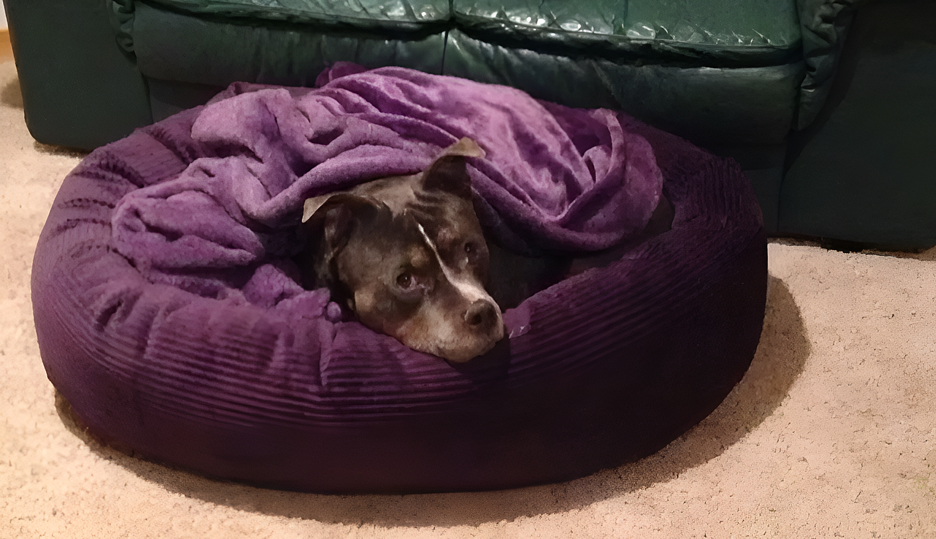 Canine Psychology Center LLC