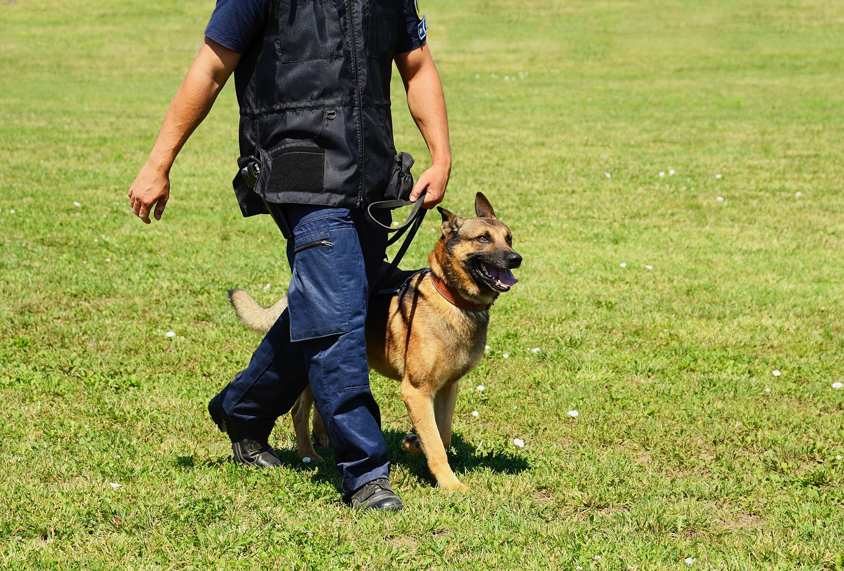 Canine Psychology Center LLC