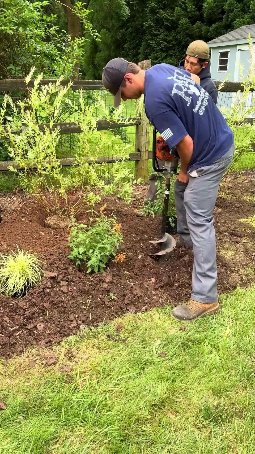 Two men working in a garden, one using a shovel near young plants and mulch.