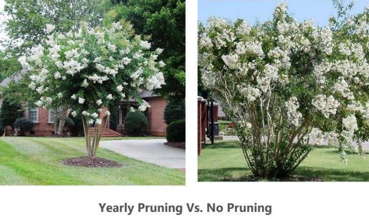 Two pictures of a tree with white flowers and the words yearly pruning vs. no pruning