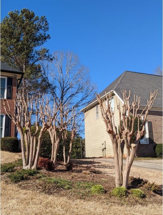 A house with a lot of trees in front of it