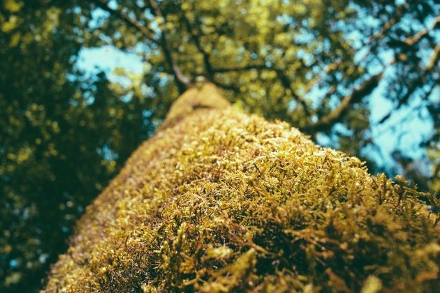 Moss-covered tree trunk reaching upward in a sunlit forest with blurred green foliage above
