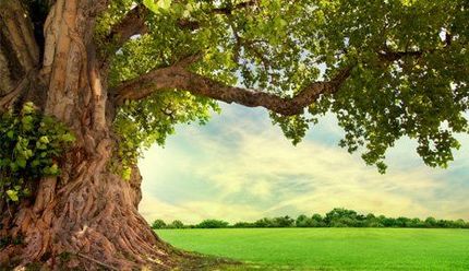 Large tree with sprawling branches over a bright green field under a sunny sky