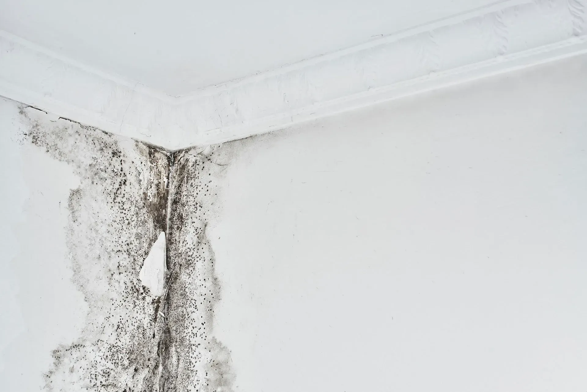 Mold growth on a white wall in a corner, with peeling paint and decorative molding.