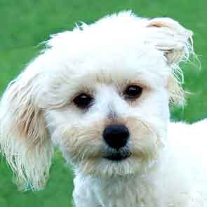 a white poodle