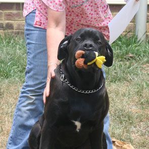 an adorable puppy with its chew toy