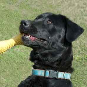 A black dog in training