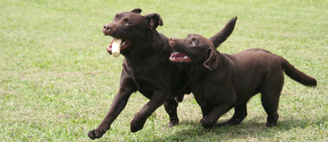 Two black dogs