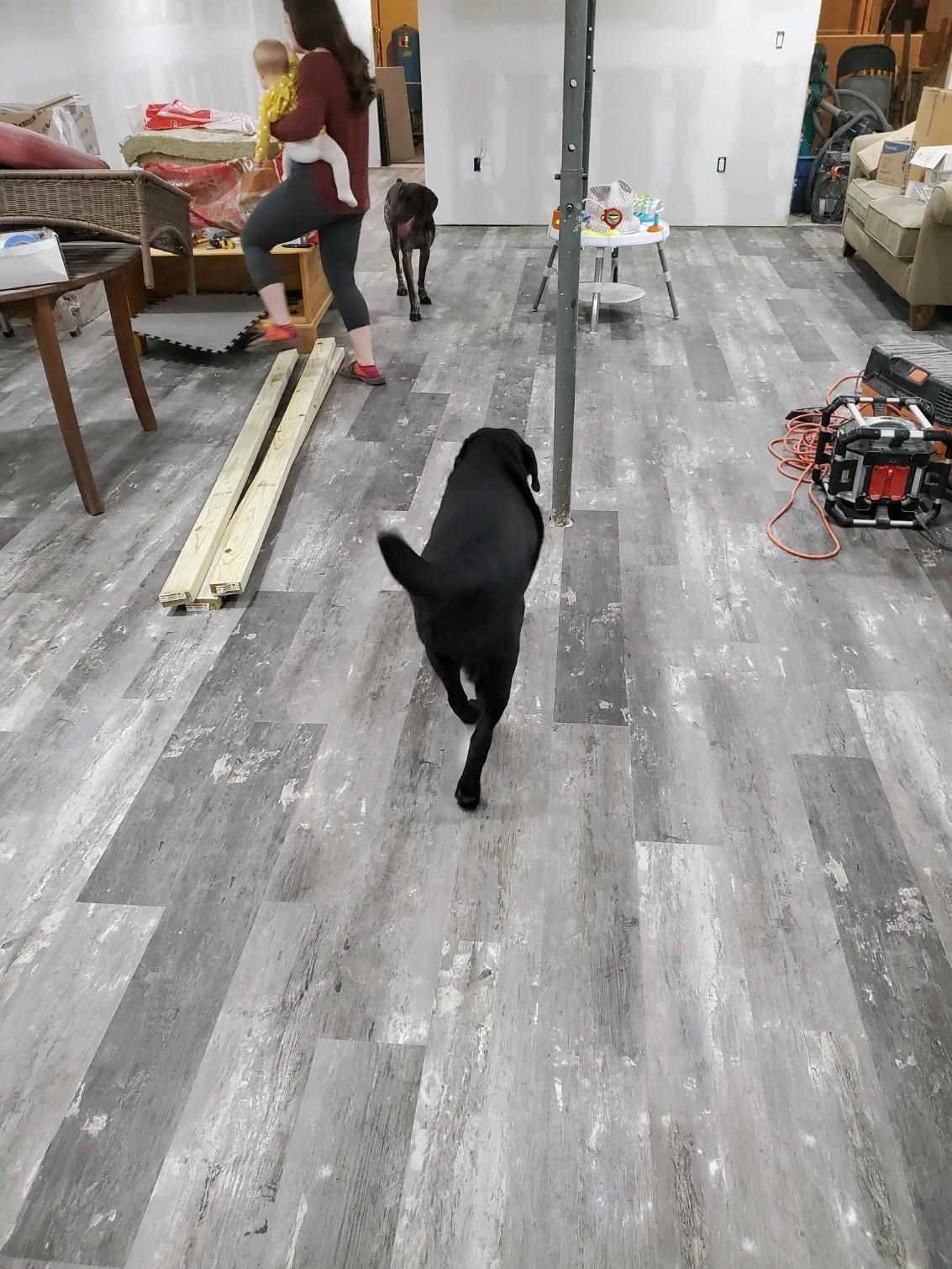 A woman and two dogs are standing on a wooden floor in a living room.