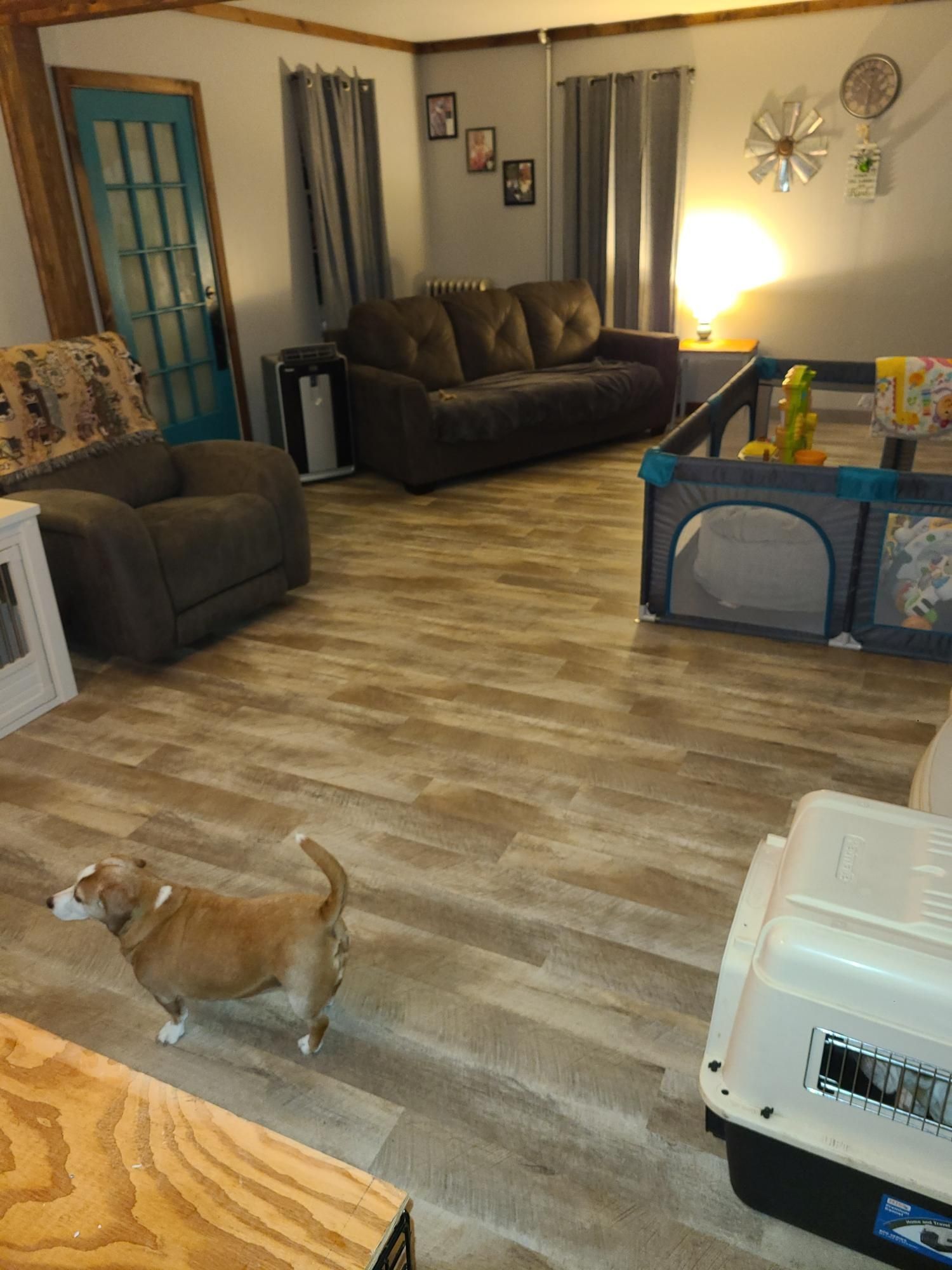 A dog is standing in a living room next to a couch.