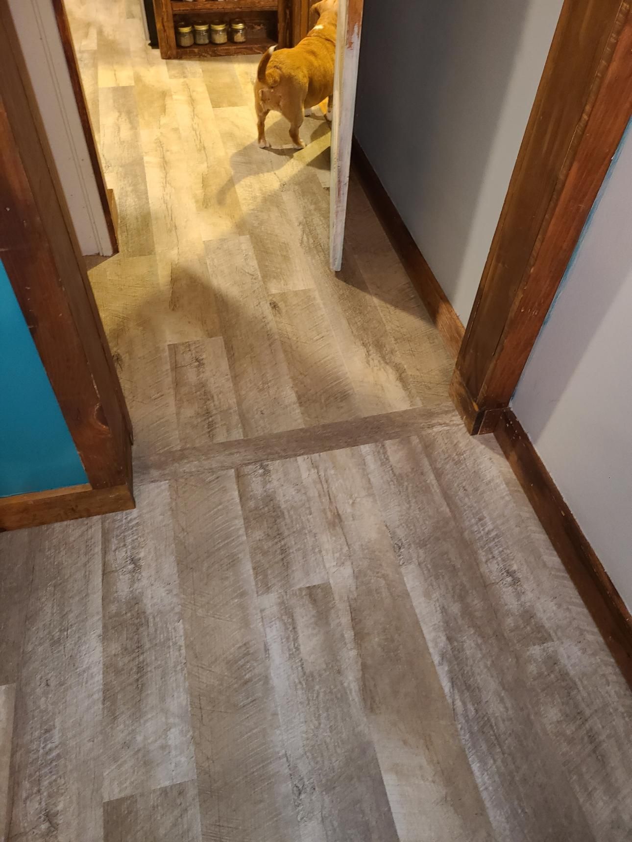 A dog is standing in a hallway next to a door.