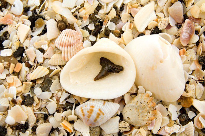 Shark Tooth In Sea Shell