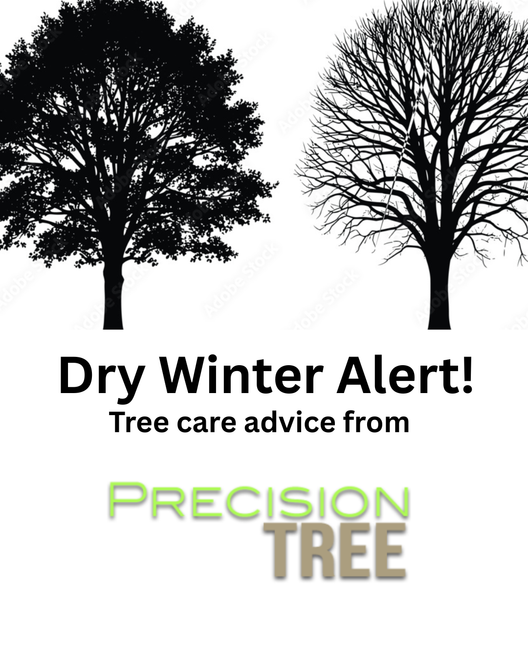 Silhouette of a leafy tree next to a bare-branched tree.