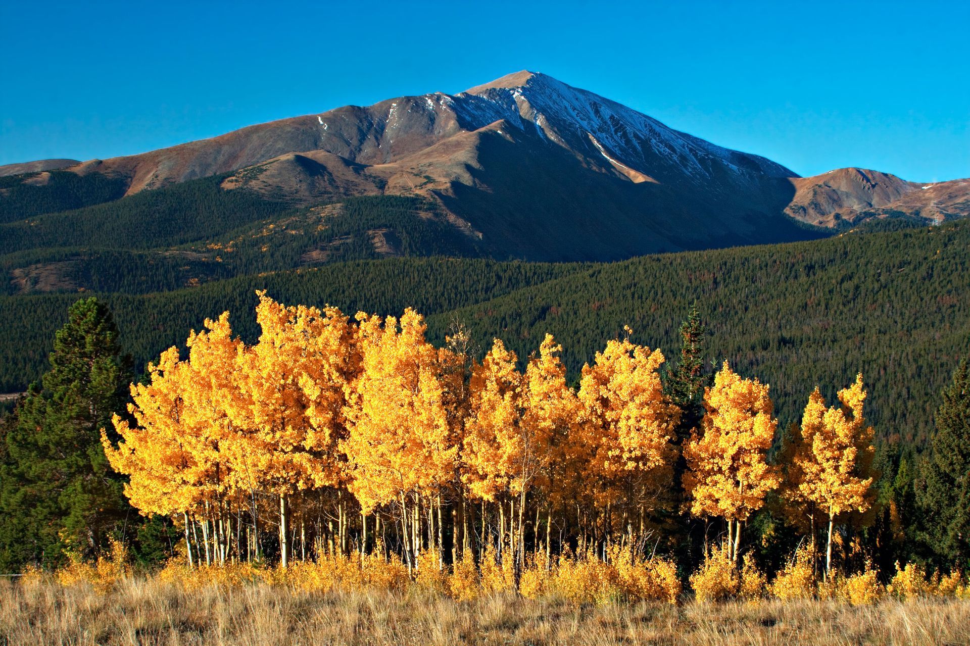 Man in lift basket, using chainsaw to cut a tree trunk; outdoor setting, sunny day.