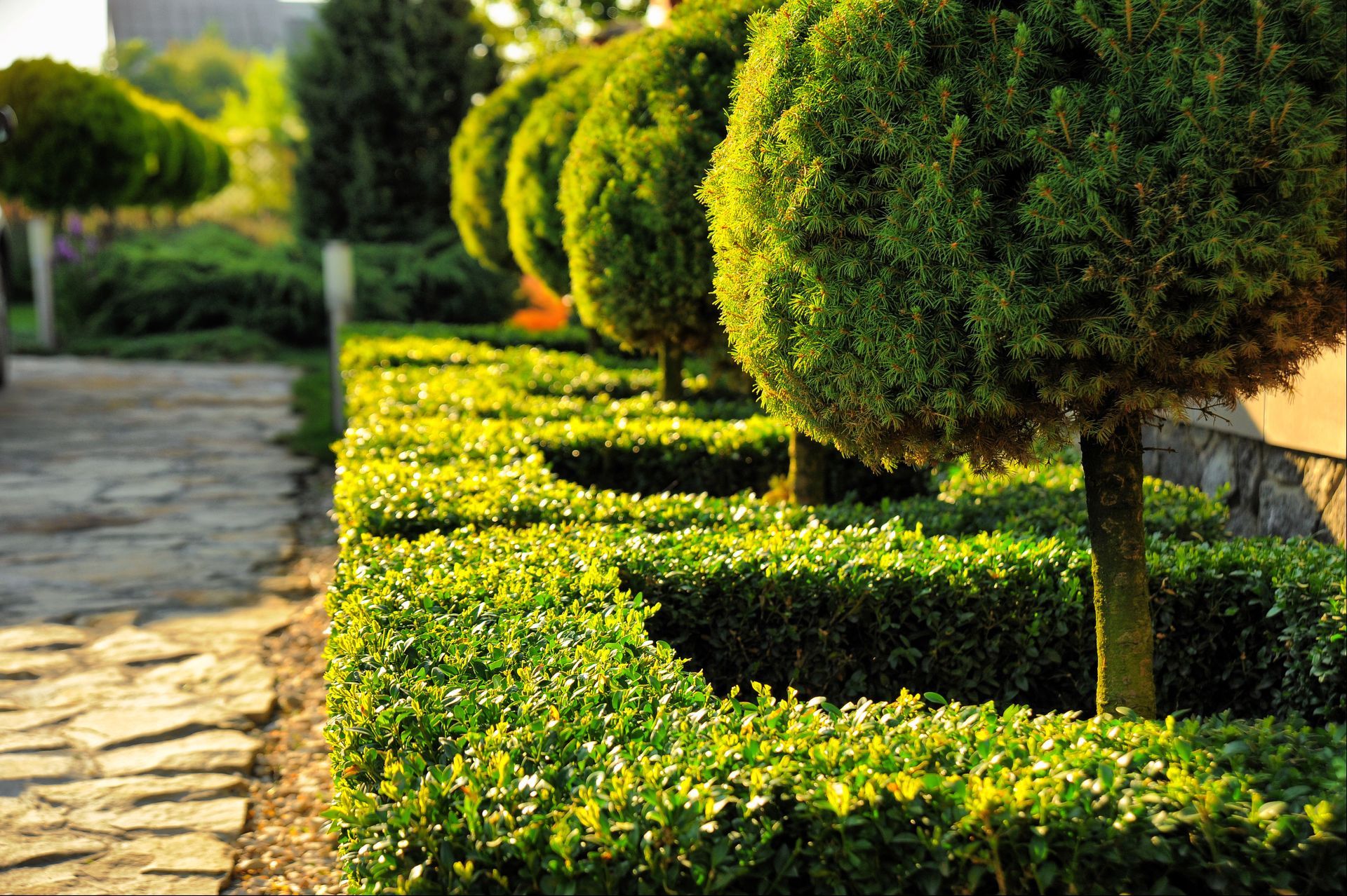 Row of round-topped trees and trimmed hedges line a stone walkway in a sunny garden.