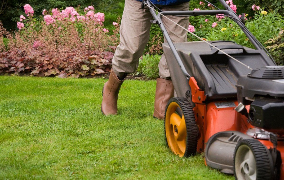 Person mowing a green lawn with a red and gray lawnmower next to a pink flowering bush.
