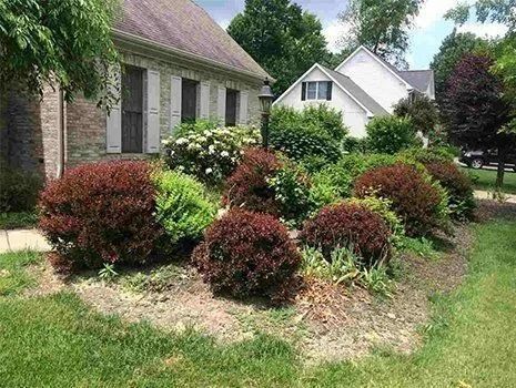 A landscaped yard with round, dark red shrubs, greenery, and a brick house.
