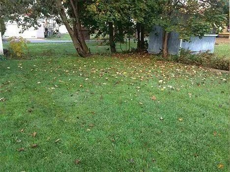Green lawn with scattered leaves, trees, and a small metal shed in the background.