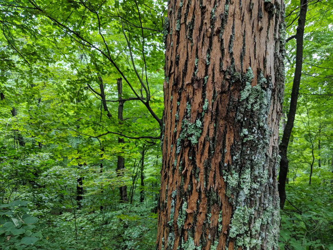Tree trunk with rough, textured bark in a lush green forest setting.
