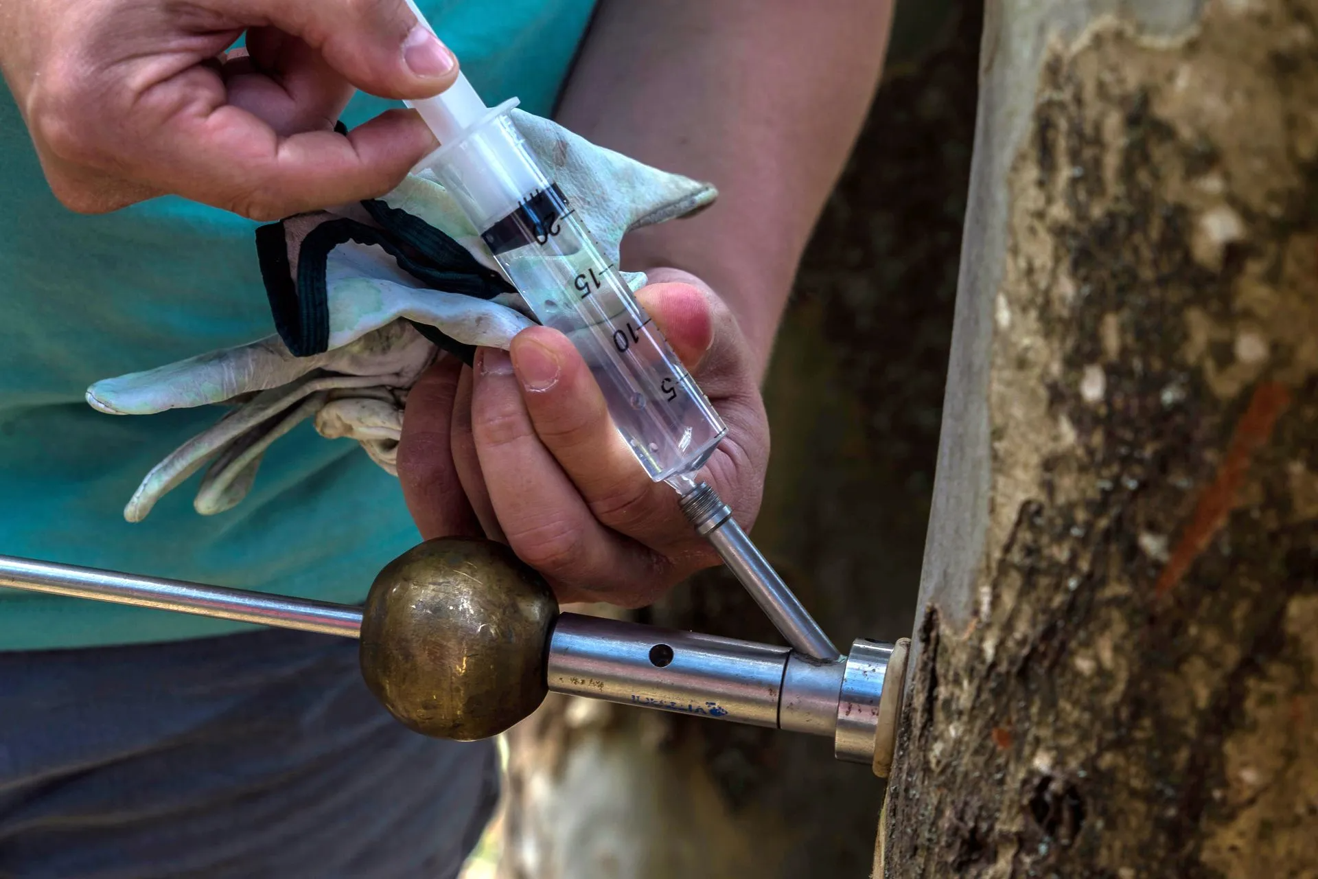 Person injecting liquid from a syringe into a tree trunk. Silver tool and gloves visible.
