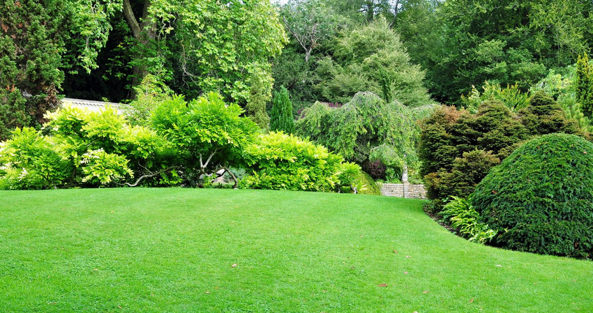 Lush green lawn with various green shrubs and trees in a garden setting.