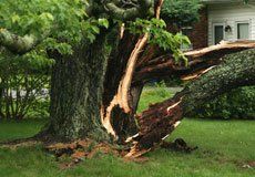 Damaged tree