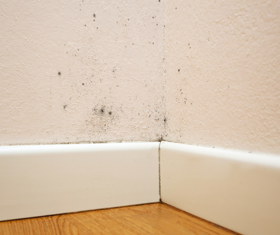 Mold on a light pink wall in a corner, above white baseboards and wood flooring.