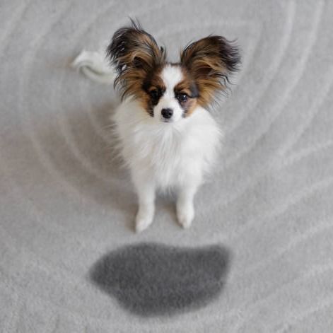 Small dog sitting near a dark stain on a light gray carpet. The dog has large, upright ears.