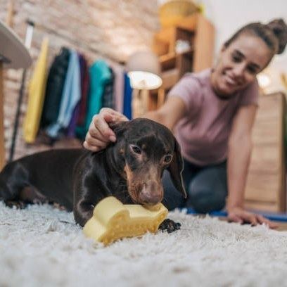 Woman petting a brown dachshund dog that is chewing a yellow toy on a white rug.