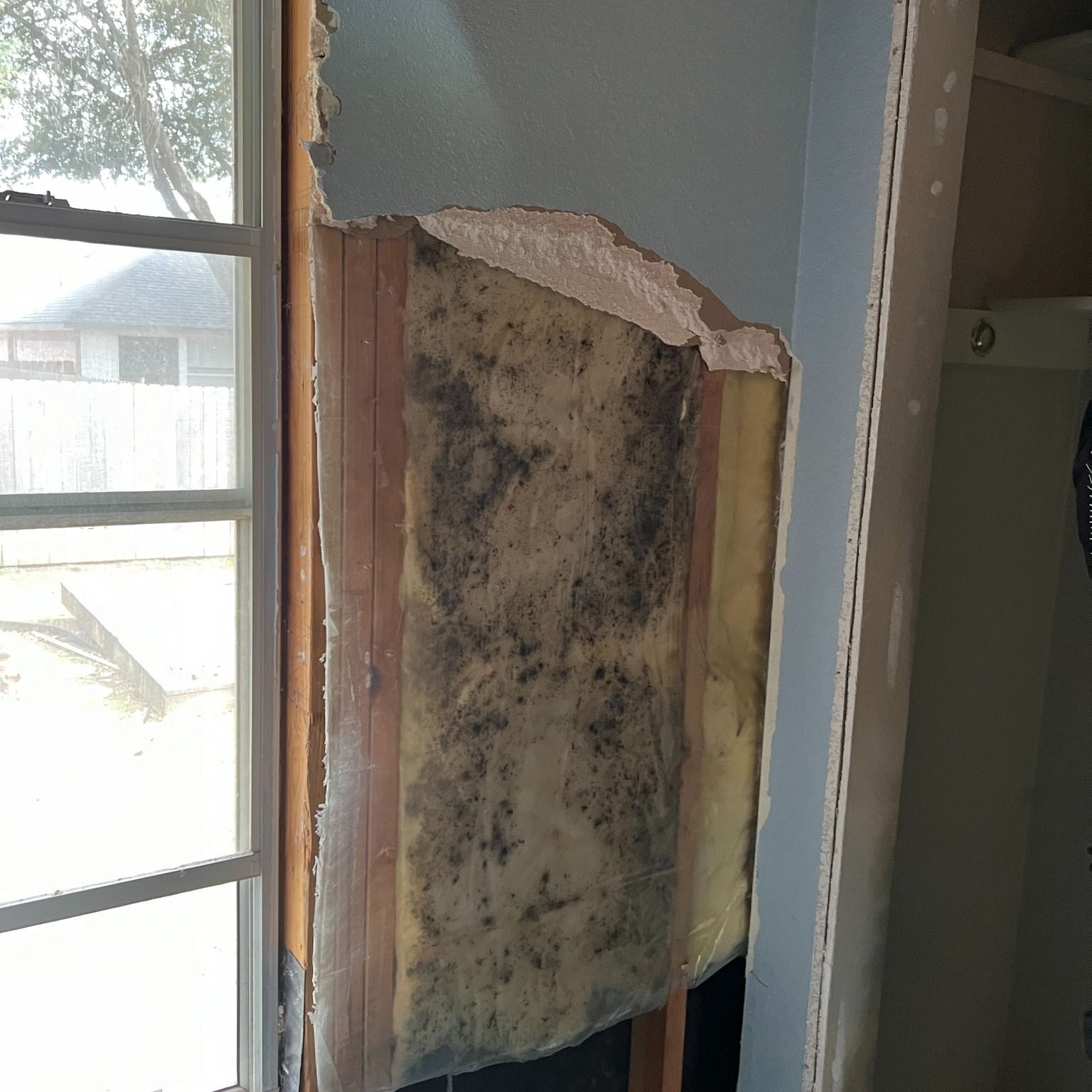 Wall with exposed insulation, significant mold growth, next to a window.