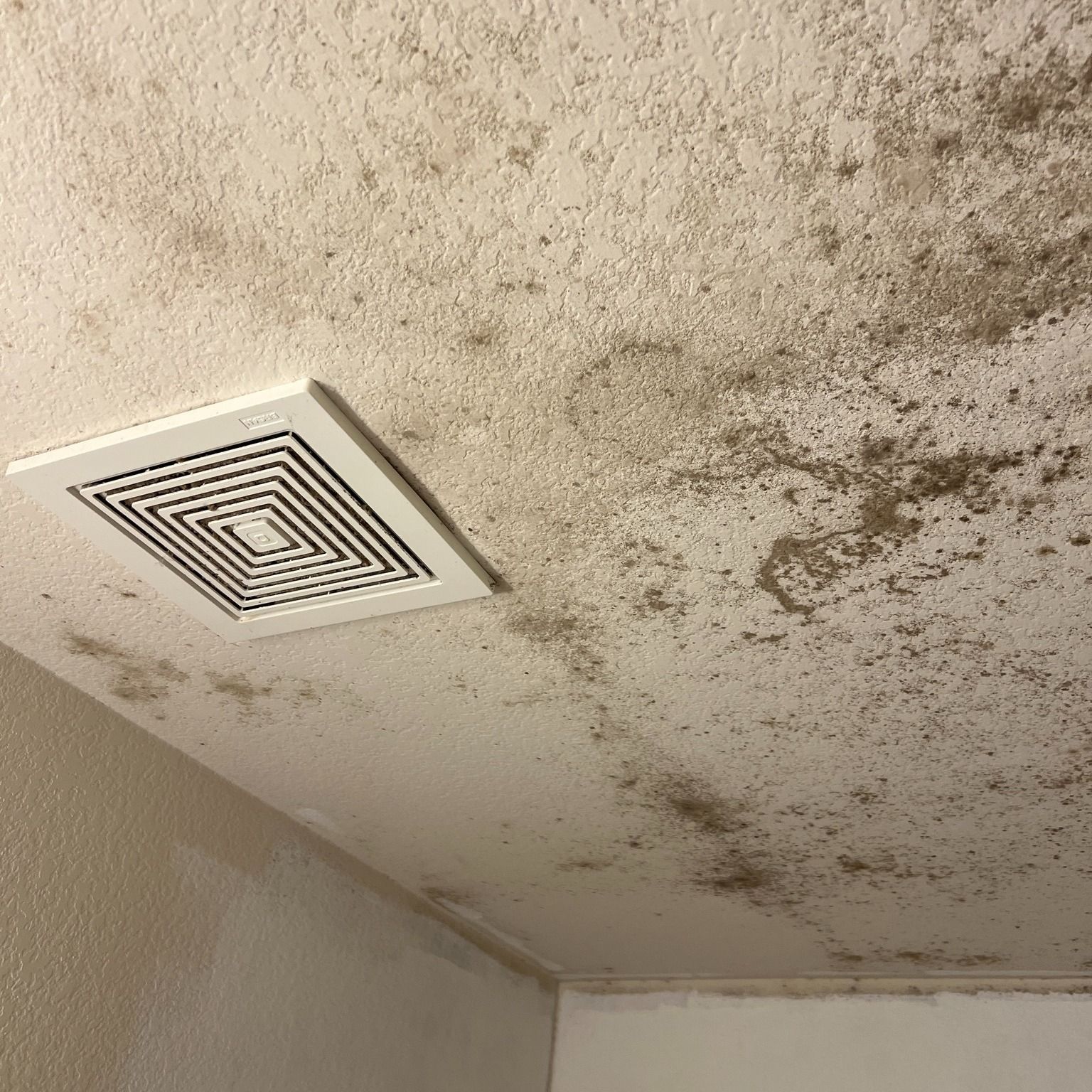 Ceiling with widespread mold growth, especially around a ventilation grate.