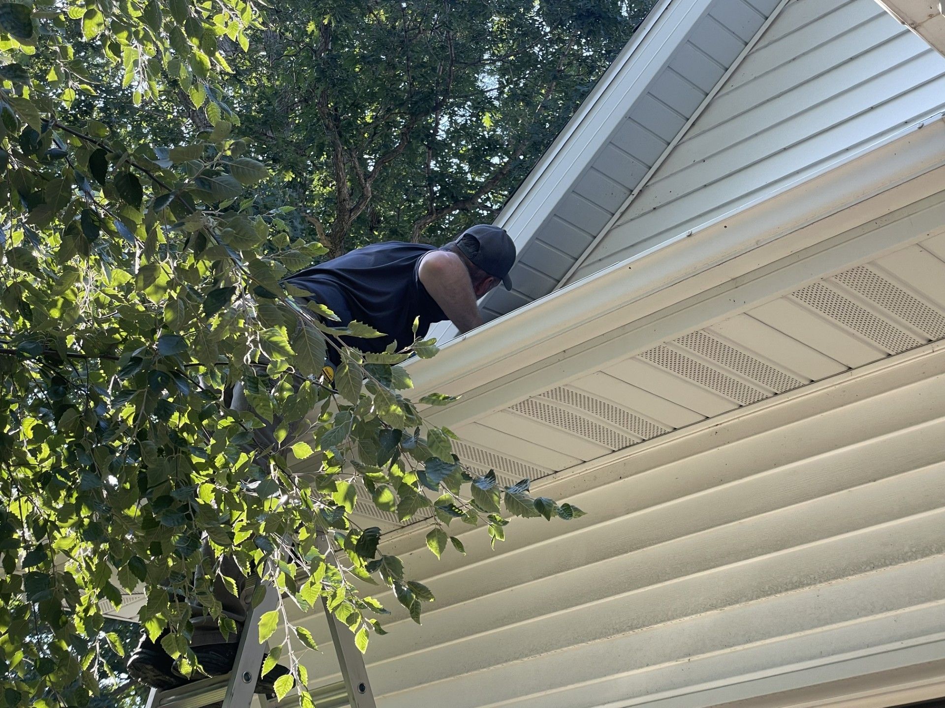 Person on a ladder cleaning gutters on a house with white siding under a tree.