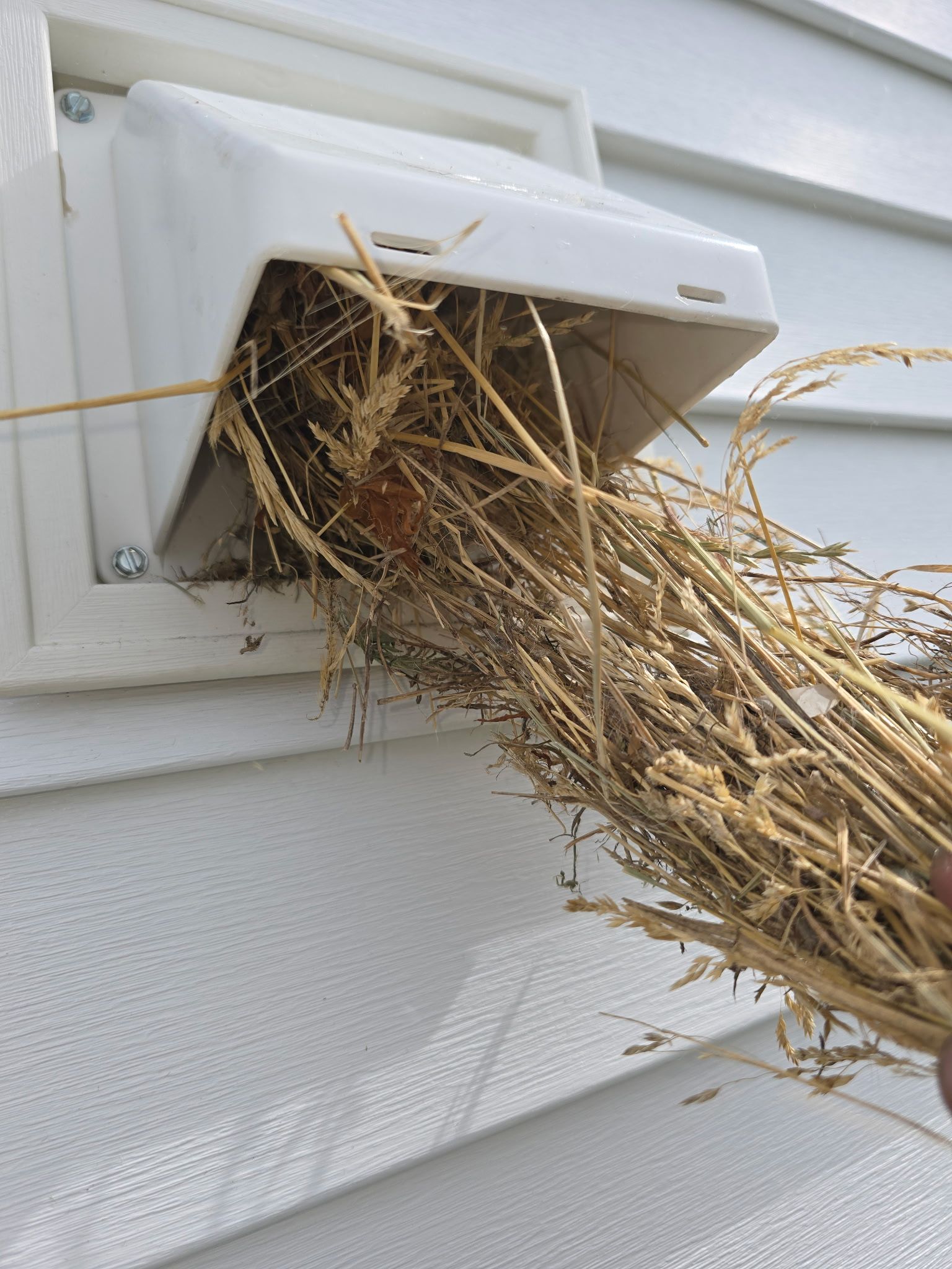A person is holding a bunch of hay coming out of a vent on a house