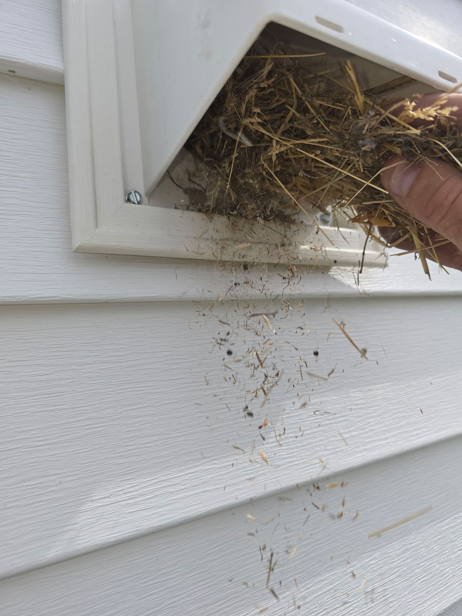 A person is cleaning a bird nest on the side of a house