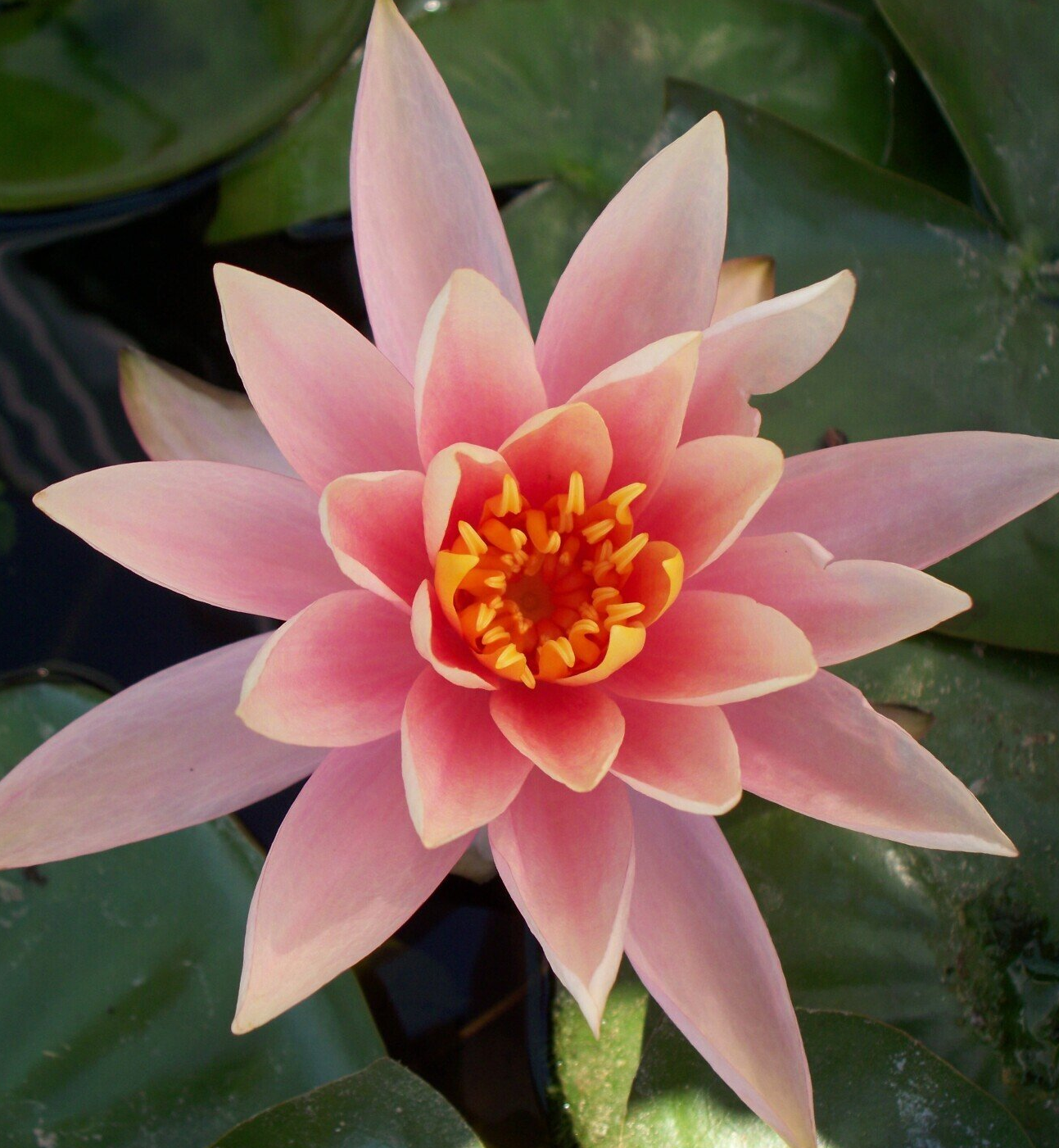 Waterlily & Pond Plants for sale in Lebanon PA