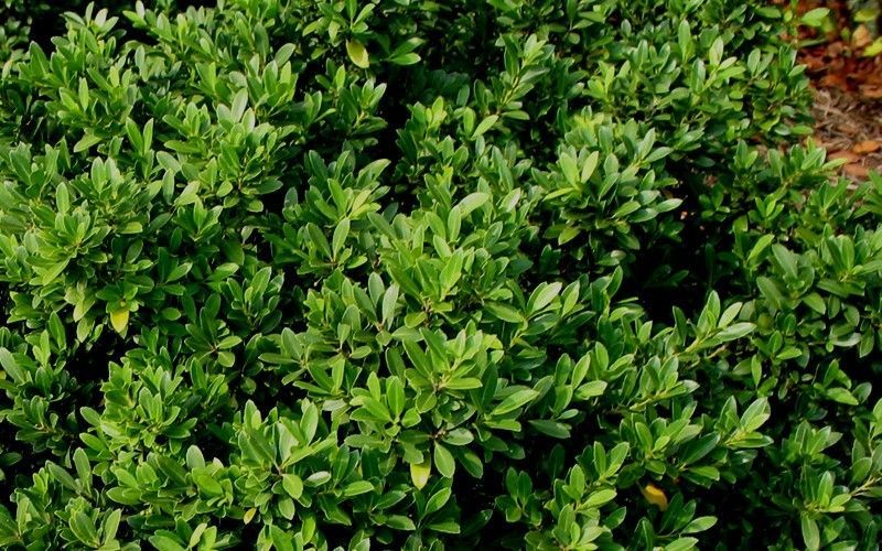Ilex crenata Hoogendorn Holly shrub japanese evergreen bush for sale in Lebanon
