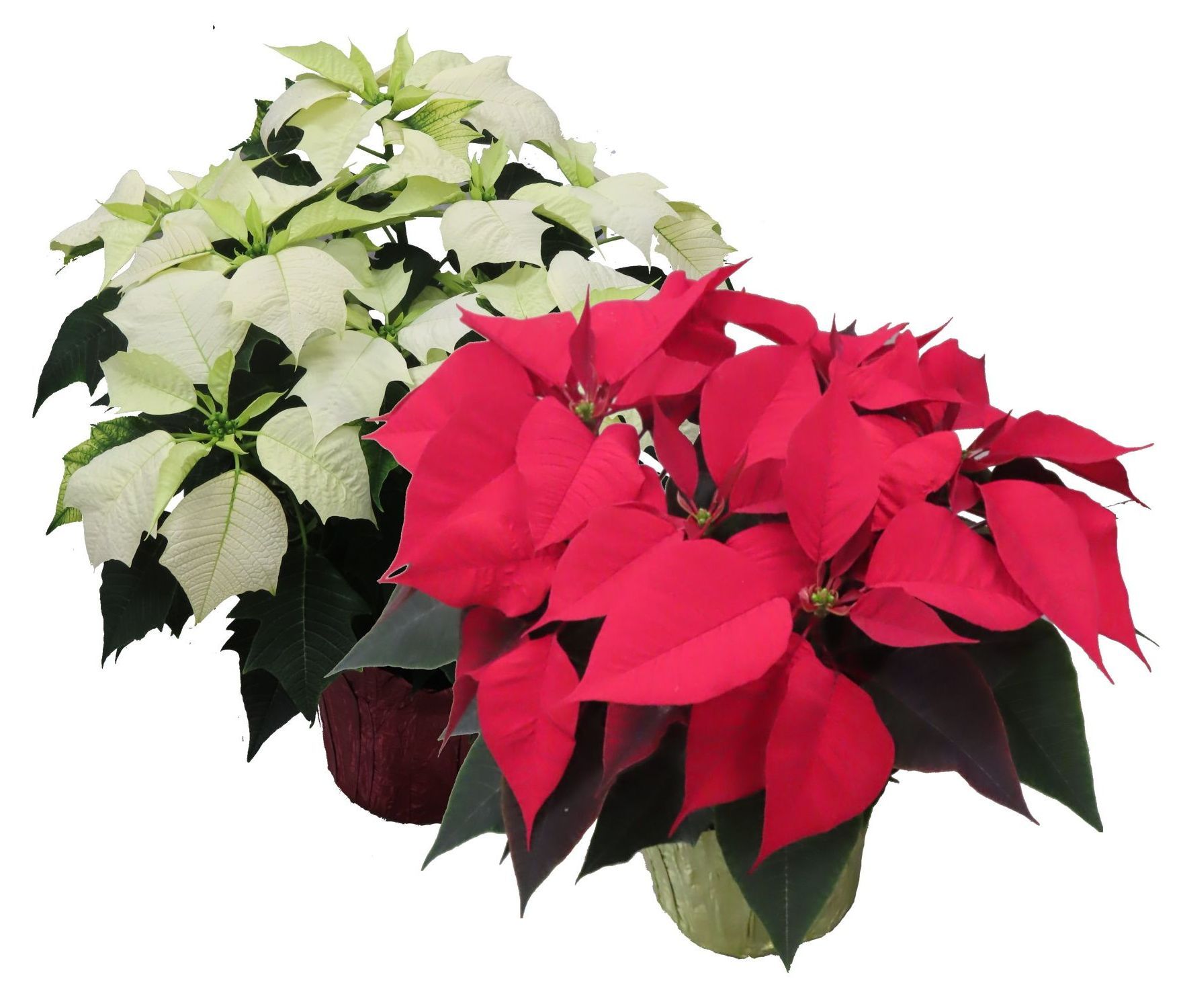 Poinsettias red white