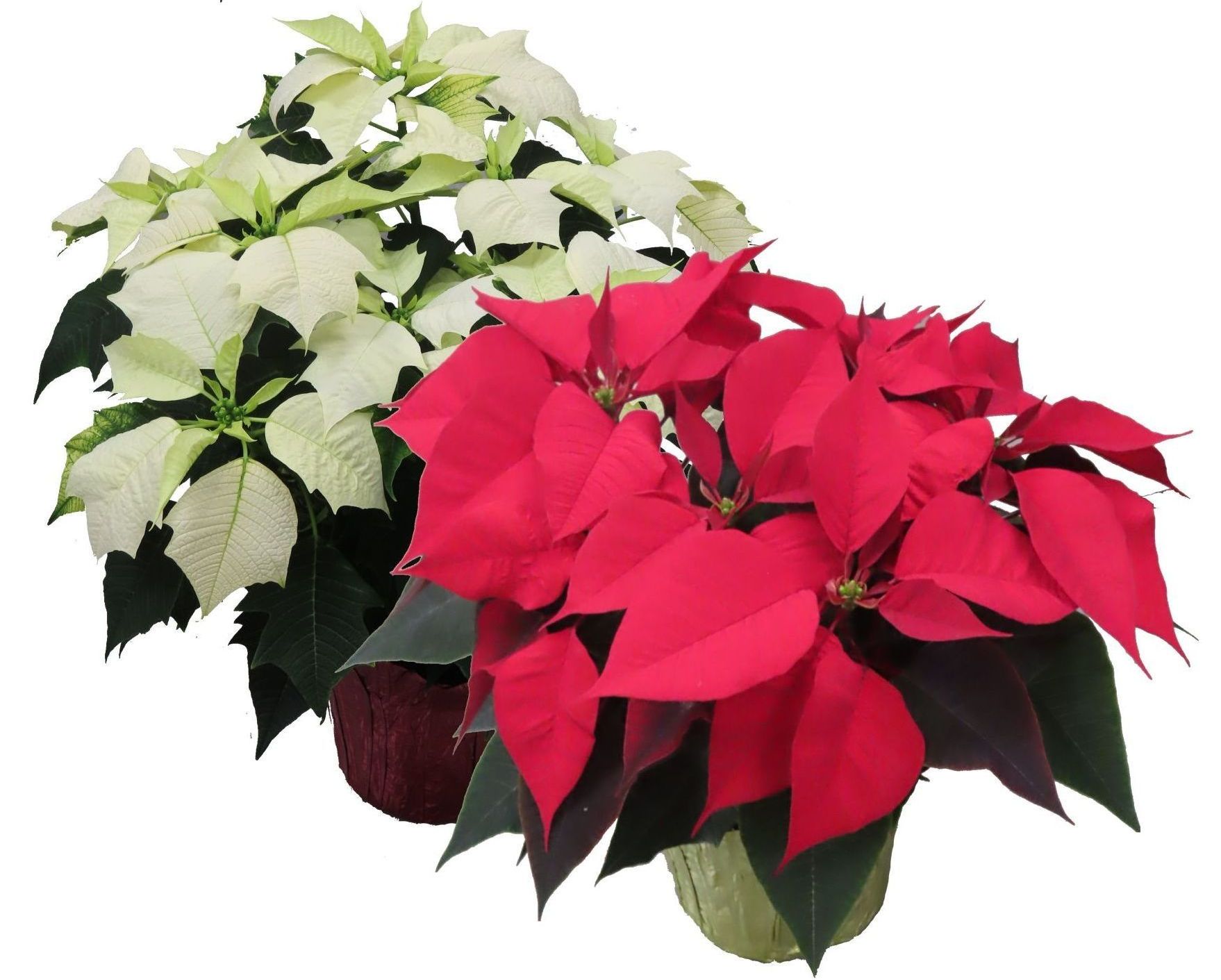 Poinsettias for sale near me in Lebanon PA. Red, white, & mixed colors.