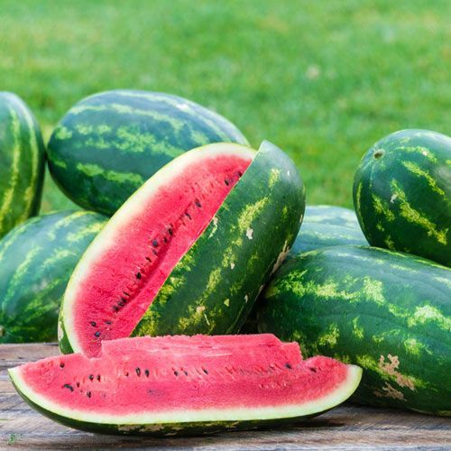 Watermelon plants for sale in Lebanon PA