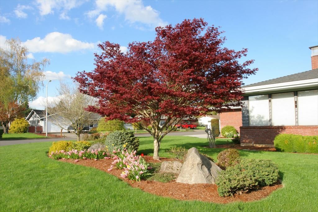 Acer palmatum Bloodgood Japanese Maple Tree for sale in Lebanon