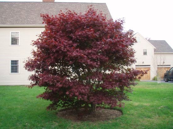 Acer palmatum Bloodgood Japanese Maple Tree for sale in Lebanon