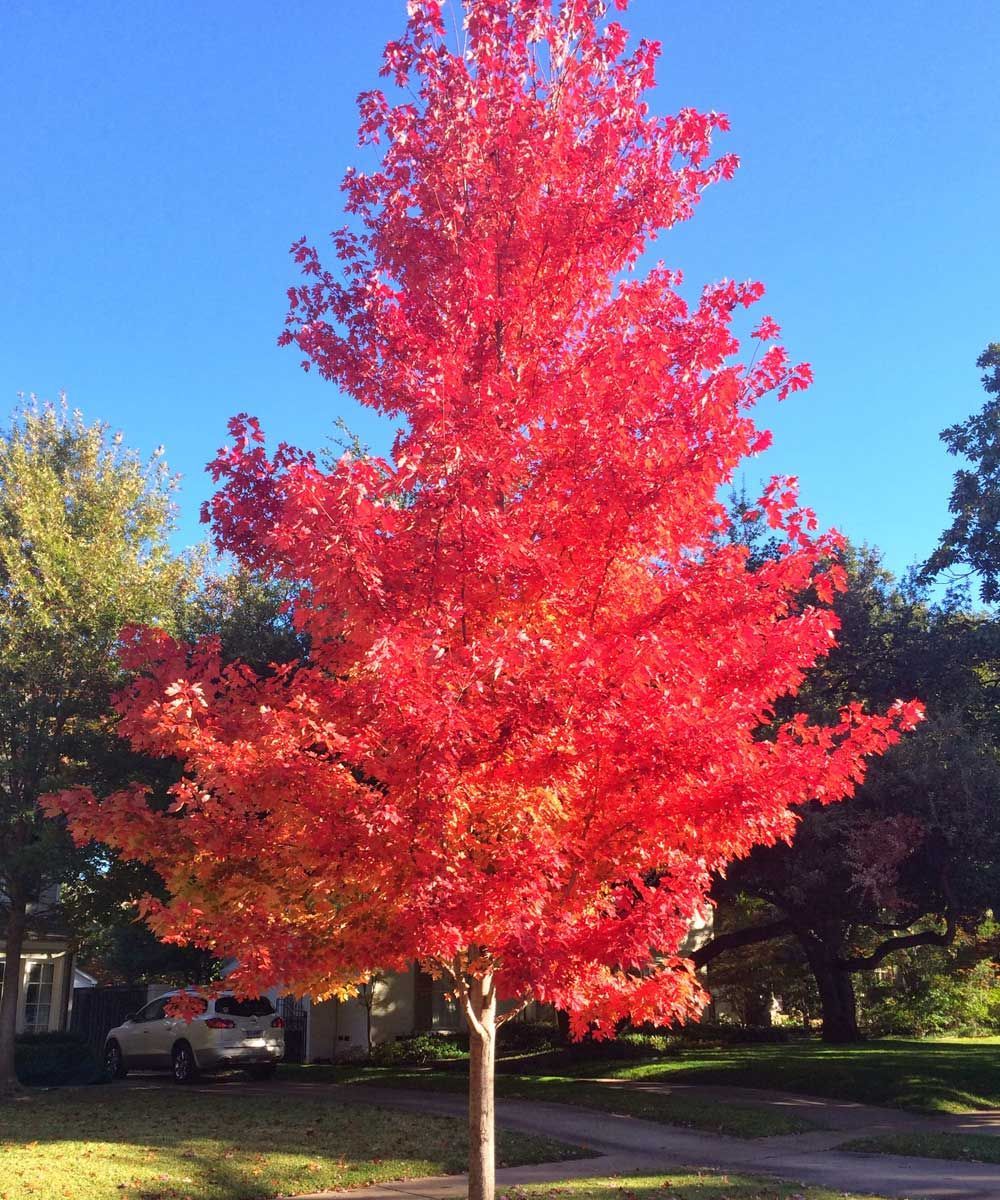 Acer rubrum October Glory Red Maple Tree for sale in Lebanon