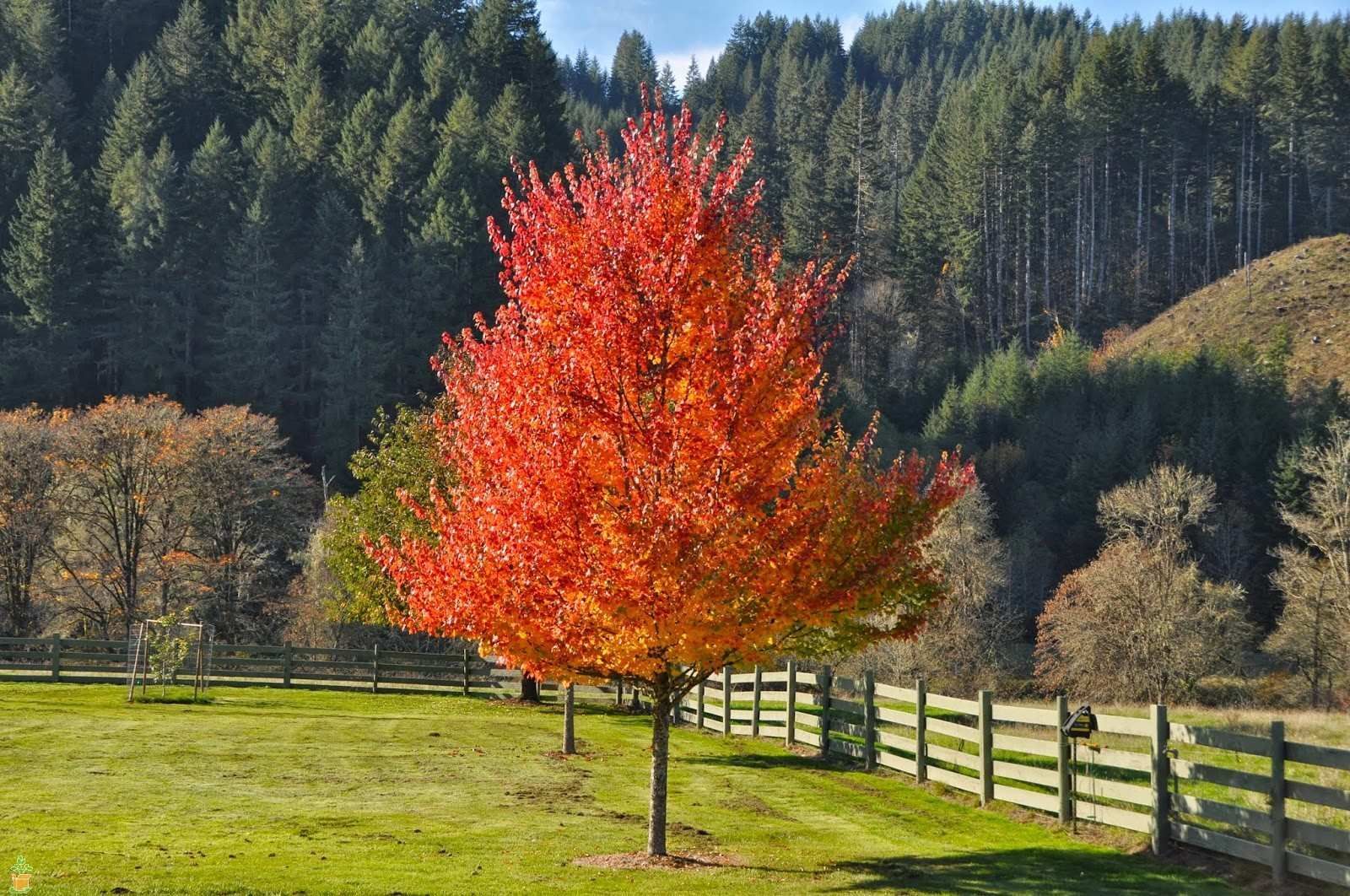 Acer rubrum October Glory Red Maple Tree for sale in Lebanon