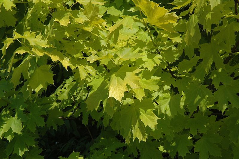 Acer Platanoides Princeton Gold Norway Maple Tree for sale in Lebanon