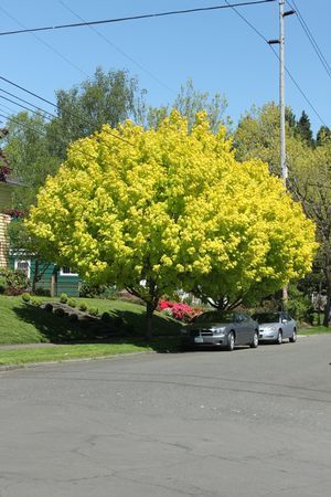 Acer Platanoides Princeton Gold Norway Maple Tree for sale in Lebanon