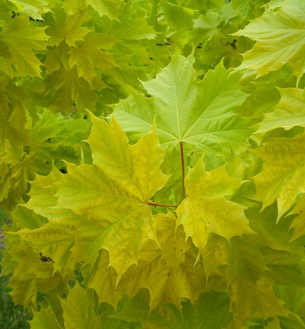 Acer Platanoides Princeton Gold Norway Maple Tree for sale in Lebanon