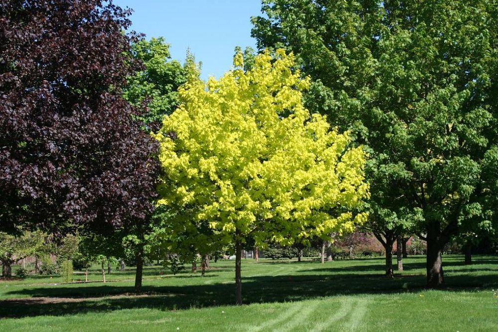 Acer Platanoides Princeton Gold Norway Maple Tree for sale in Lebanon