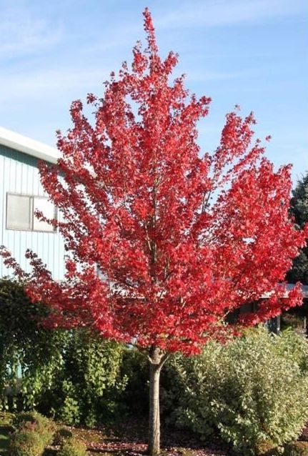 Acer rubrum Redpointe Red Maple Tree for sale in Lebanon