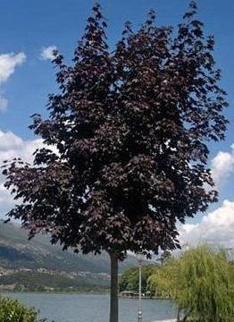 Acer Crimson King Norway Maple Tree
