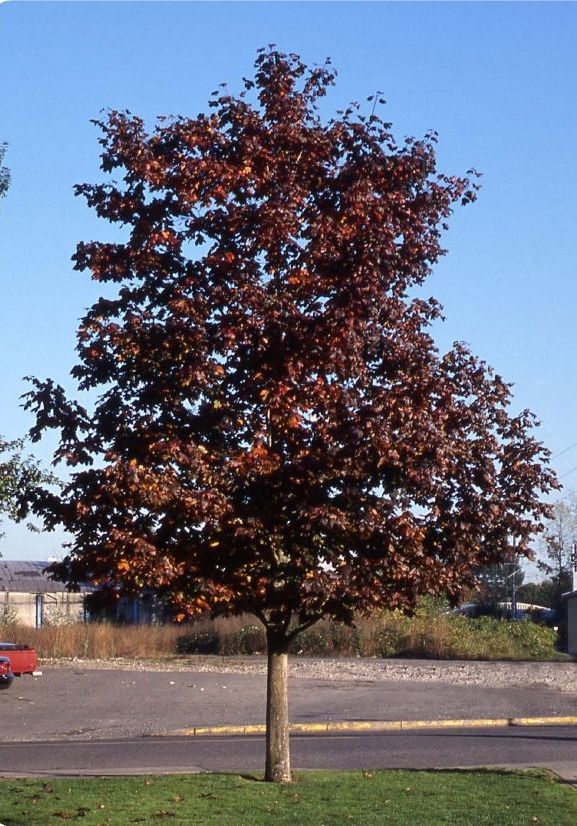 Acer Platanoides Crimson King Norway Maple Tree for sale in Lebanon
